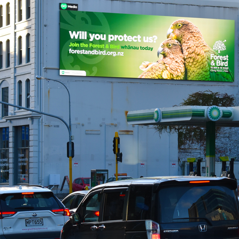 Good Impressions Spotlight on Forest & Bird 